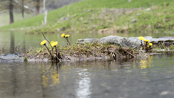 Tussilago Farfara