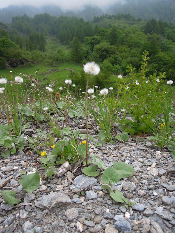 Tussilago farfara