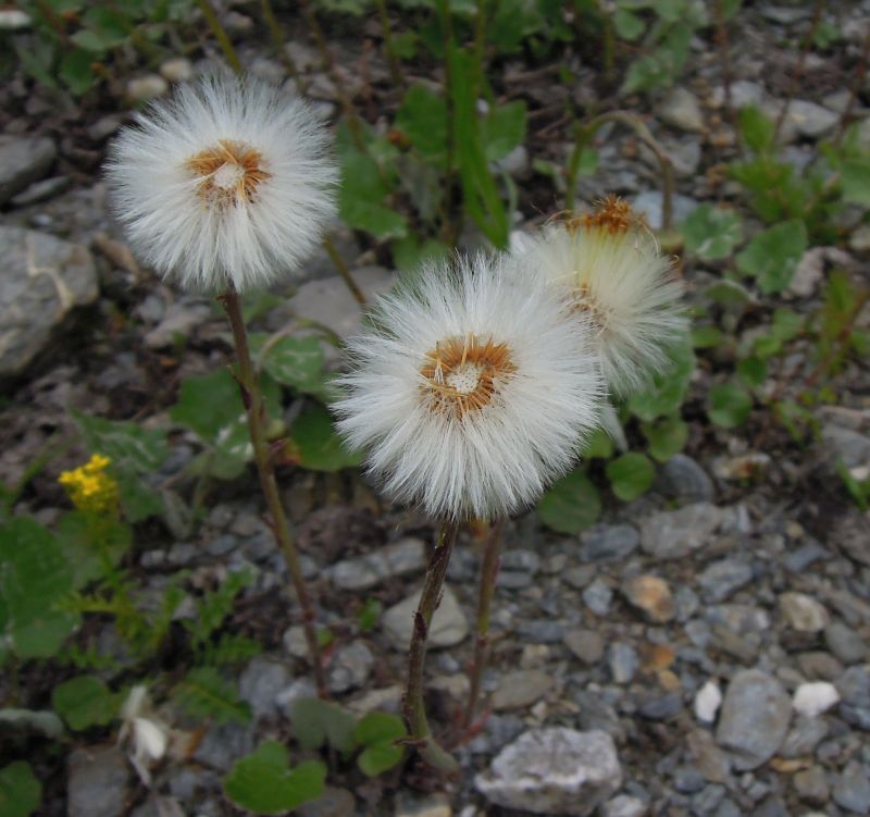 Tussilago farfara