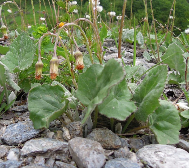 Tussilago farfara