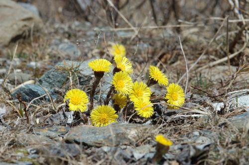 Tussilago farfara fiori