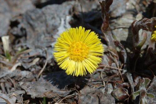 Tussilago farfara dettaglio di un fiore