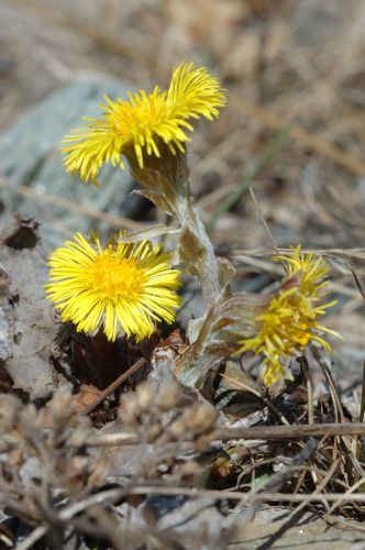 Tussilago farfara pianta con fiori