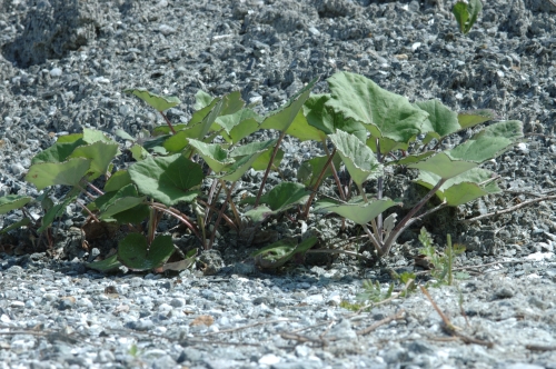 Tussilago farfara pianta intera d'estate