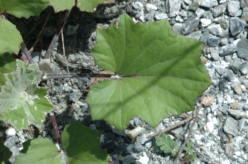 Tussilago farfara summer leaf