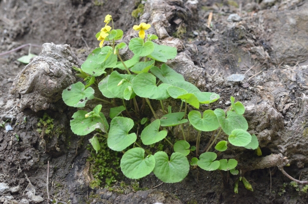 Viola biflora