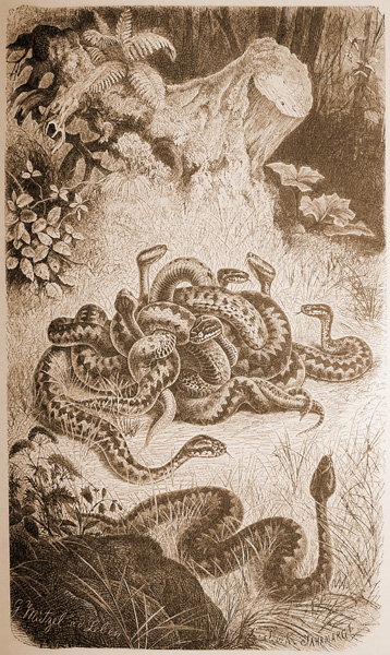 Vipera beurs Marasso. A. E. Brehm; La vita degli animali; Torino, Unione Tipografico Editrice; 1902.