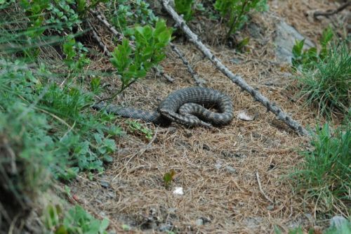 Vipera berus Marasso